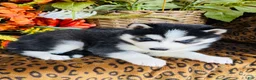 Siberian Husky dogs for sale: Valerie - Ad 1