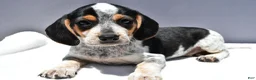 Beagle dogs for sale: Ryan - Ad 5