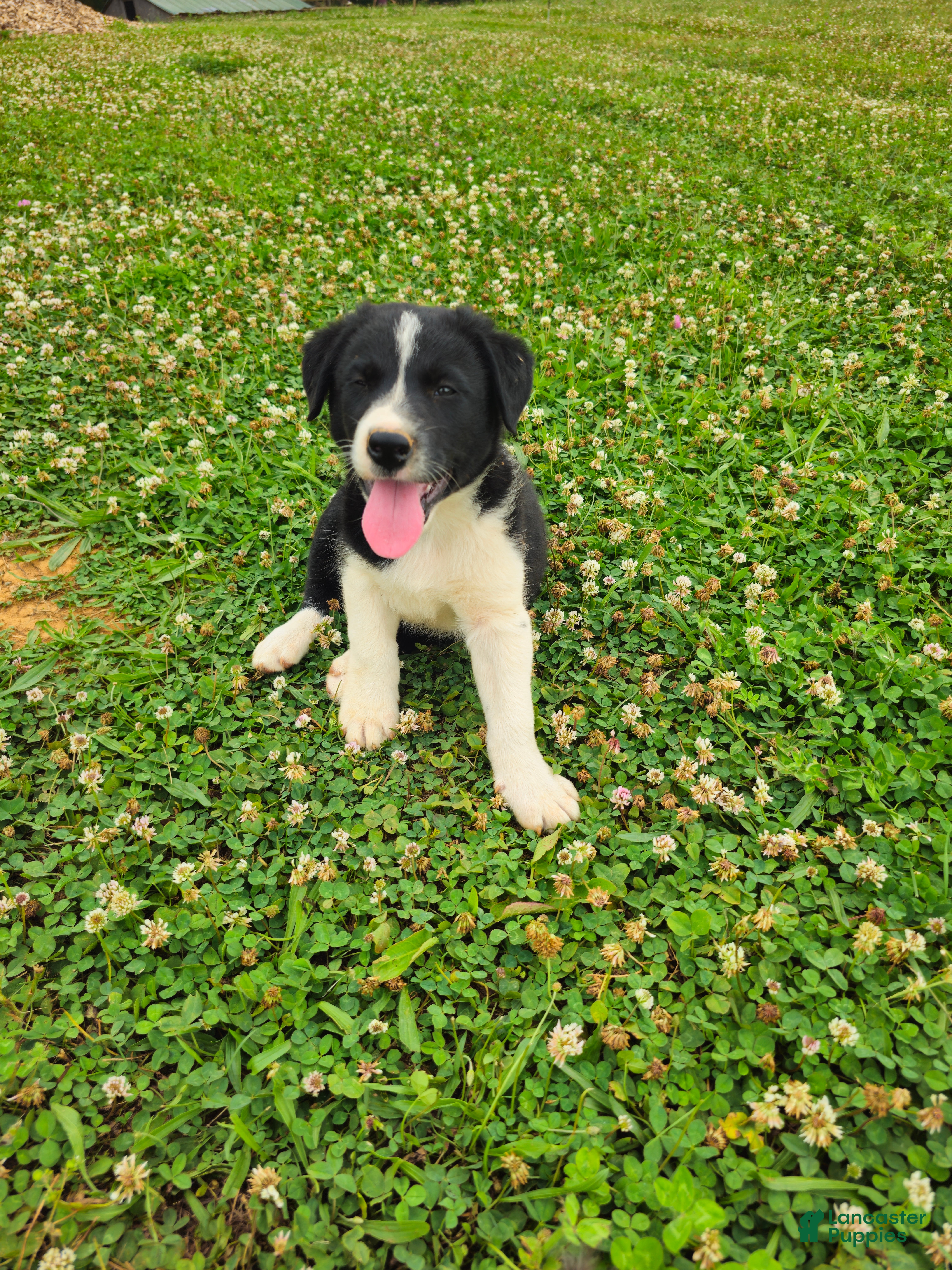 Border Collie dogs Jackson  - Ad 1