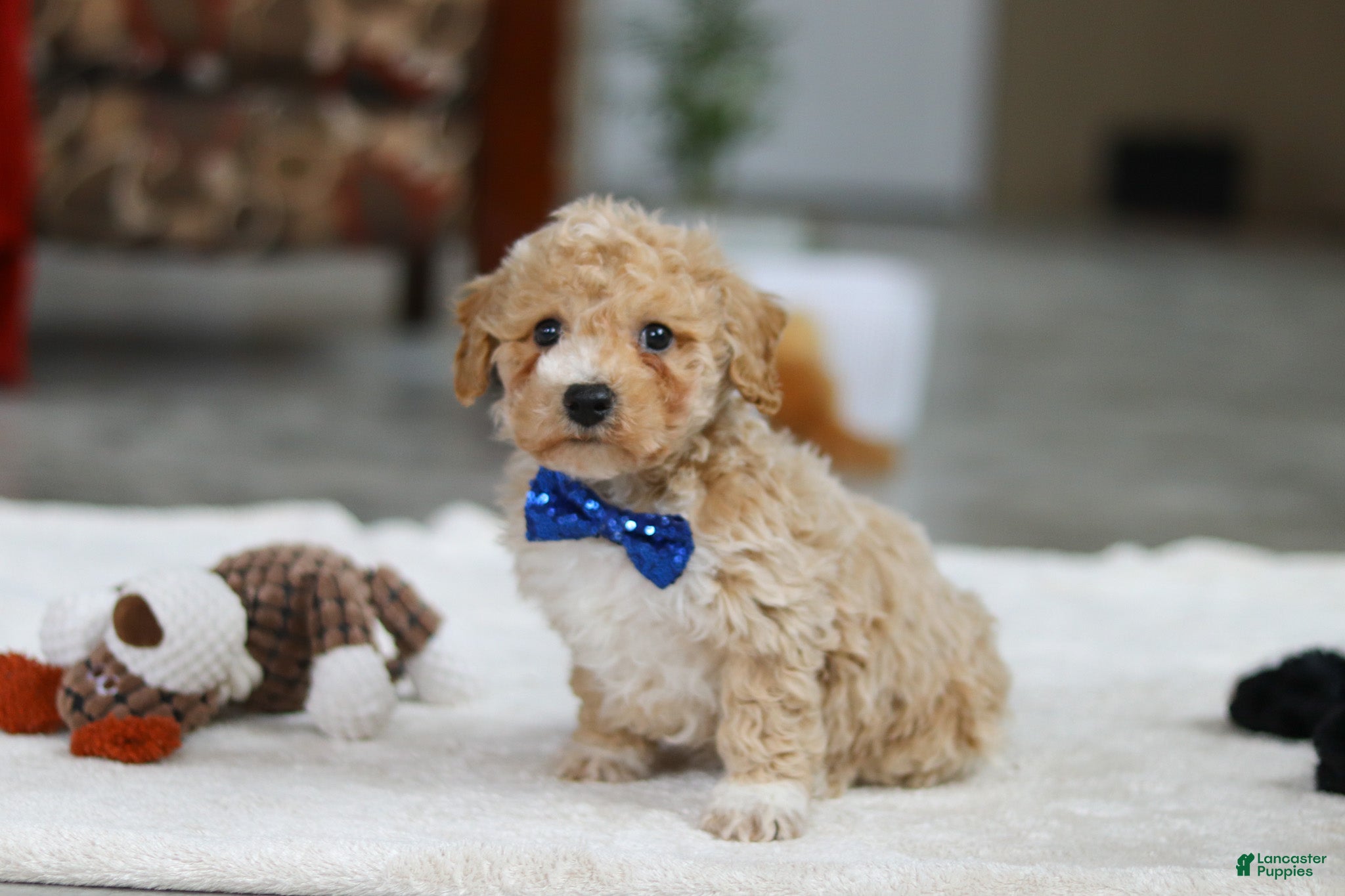 Bichpoo dogs Austin - Ad 1