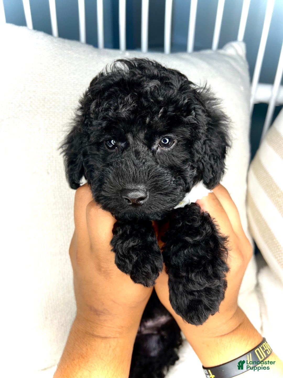Toy Poodle dogs for sale: Toy Poodle Puppy 2 - Ad 17