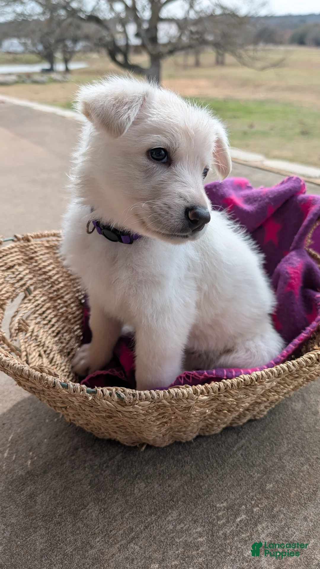 German Shepherd dogs for sale: McKinley - Ad 1