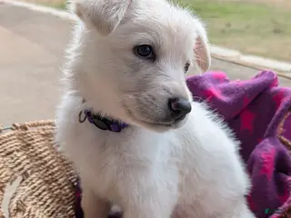 German Shepherd dogs for sale: McKinley - Ad 1