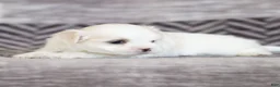 Maltese dogs for sale: Millie Maltese Puppy  - Ad 25