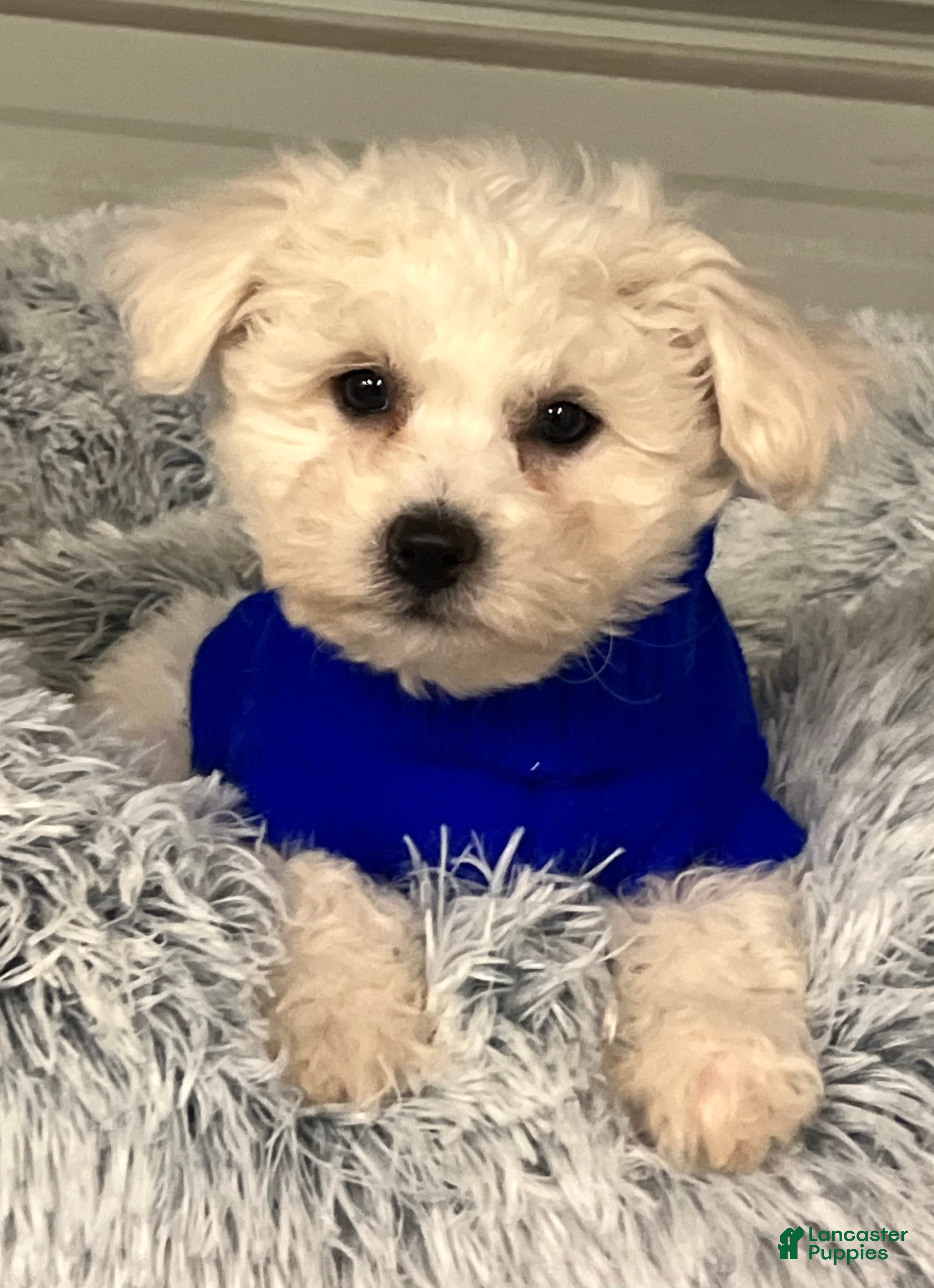 Bichon Frise dogs Toby - Ad 18