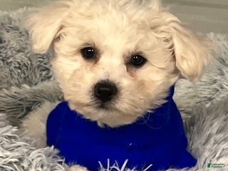 Bichon Frise dogs Toby - Ad 17
