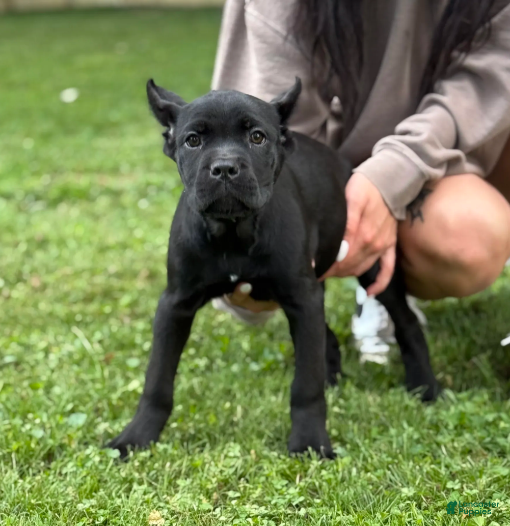 Cane Corso dogs OPHELIA - Ad 1