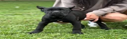 Cane Corso dogs for sale: OPHELIA - Ad 1