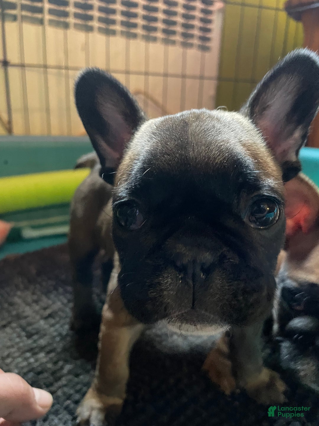 French Bulldog dogs for sale: Jovia - Ad 3