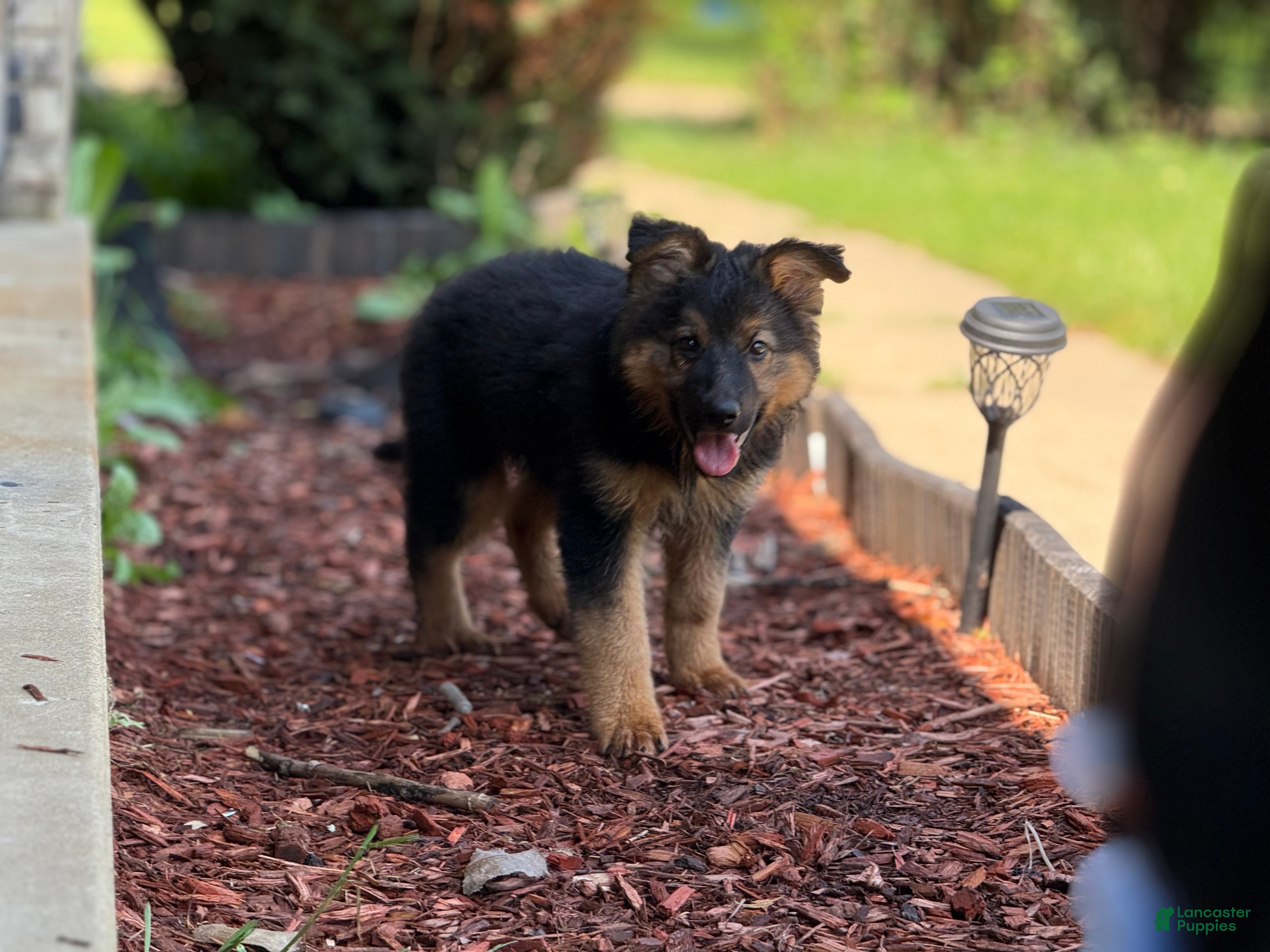 German Shepherd dogs Lacey - Ad 2