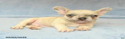 French Bulldog dogs for sale: Verlin - Ad 3