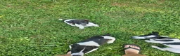 Jack Russell Terrier dogs for sale: Cookie - Ad 3