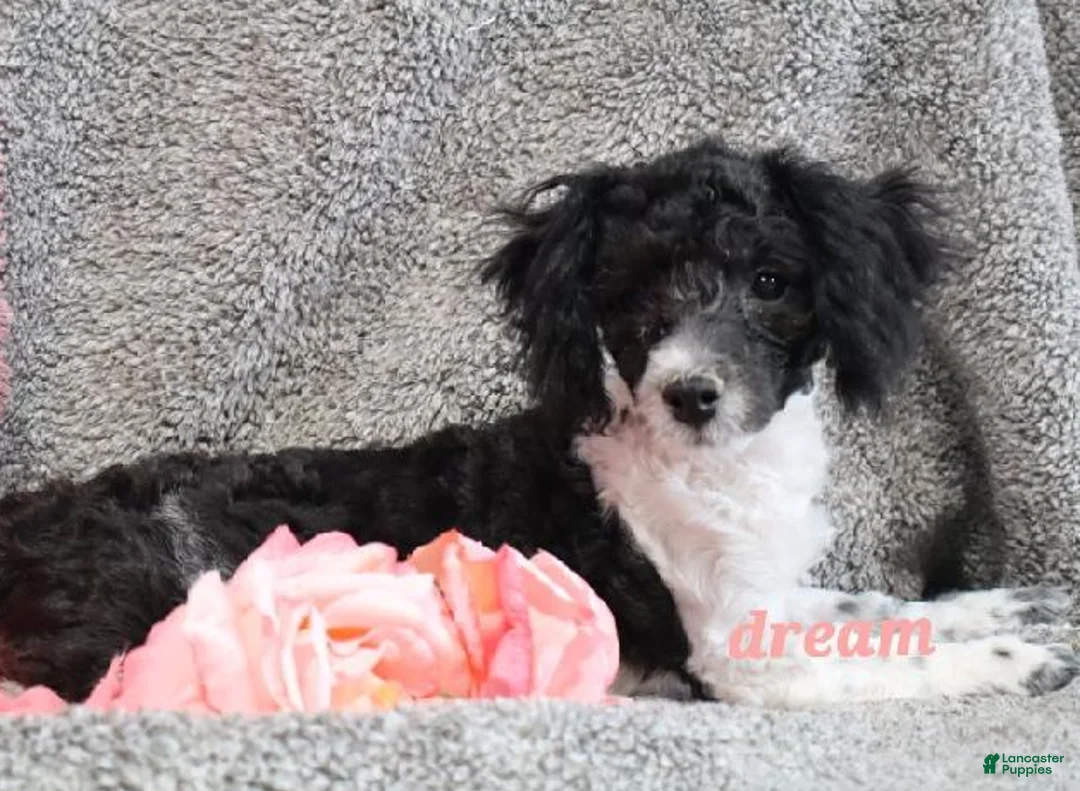 Bichpoo dogs for sale: Brandi - Ad 2