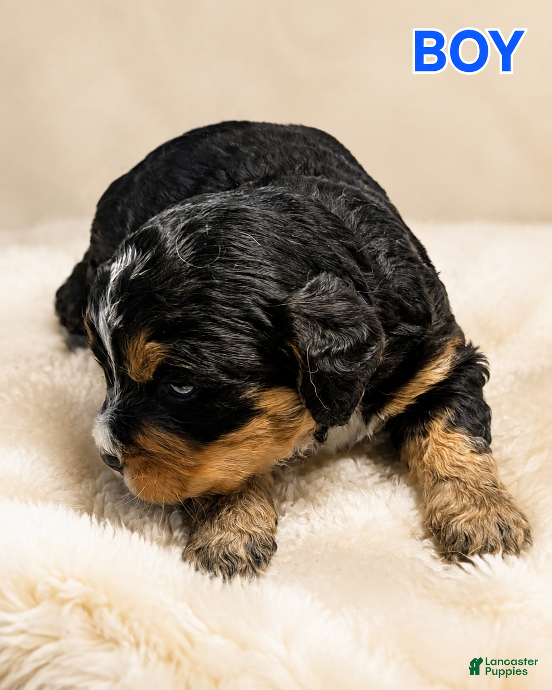 Mini Bernedoodle dogs for sale: Mini Bernedoodle 2 - Ad 3