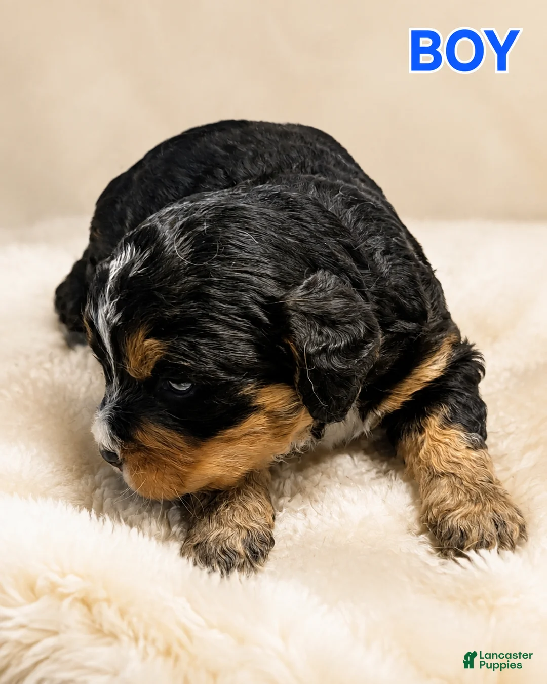 Mini Bernedoodle dogs for sale: Mini Bernedoodle 2 - Ad 1