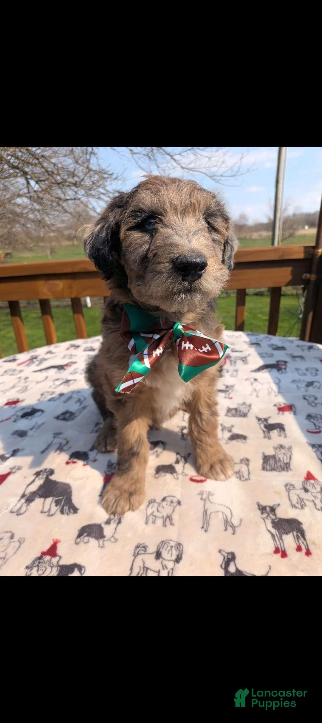 Bordoodle dogs for sale: Bordoodle Puppy 6 - Ad 2