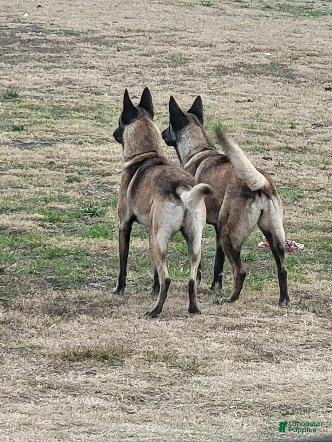 Belgian Malinois dogs for sale: Belgian Malinois Puppy 3 - Ad 4