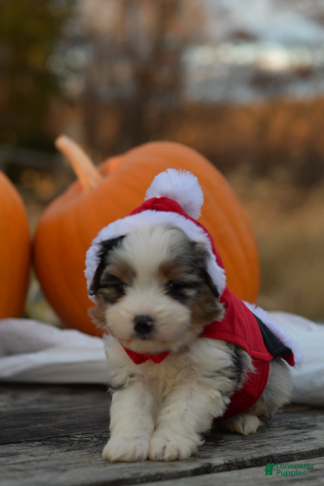 Mini Aussiedoodle dogs for sale: Cash - Ad 19