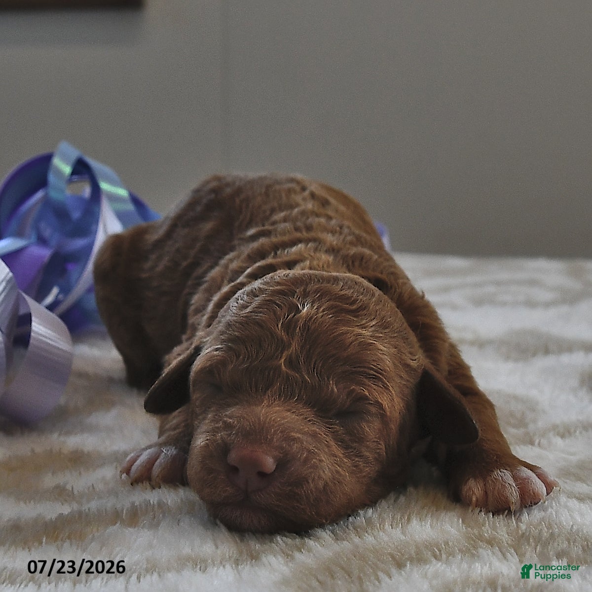 Mini Goldendoodle dogs Bailey - Ad 2