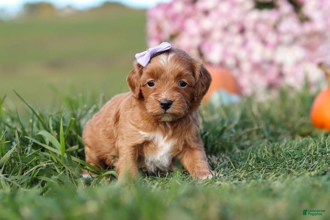 Cavapoo dogs for sale: Bailey - Ad 3