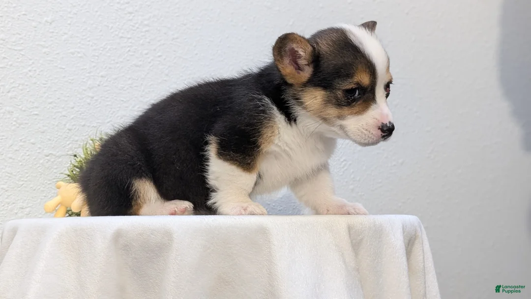 Welsh Corgi Pembroke dogs for sale: Felicity  - Ad 2