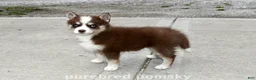 Pomsky dogs for sale: Truffle Tiny Pomsky - Ad 3