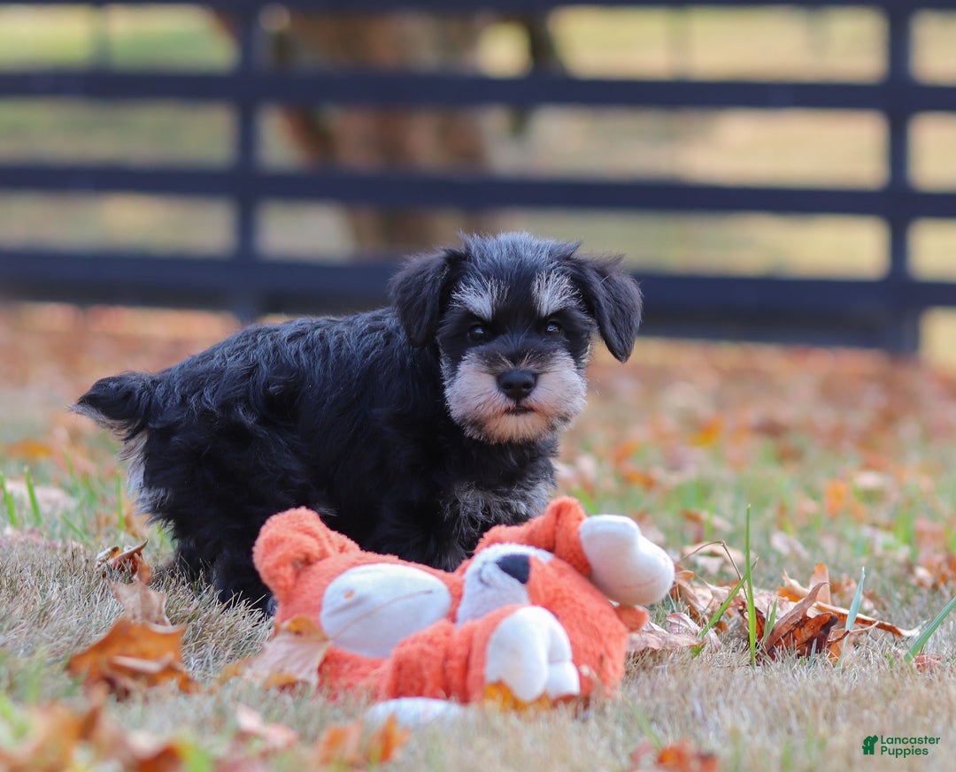 Miniature Schnauzer dogs for sale: Brianna - Ad 28