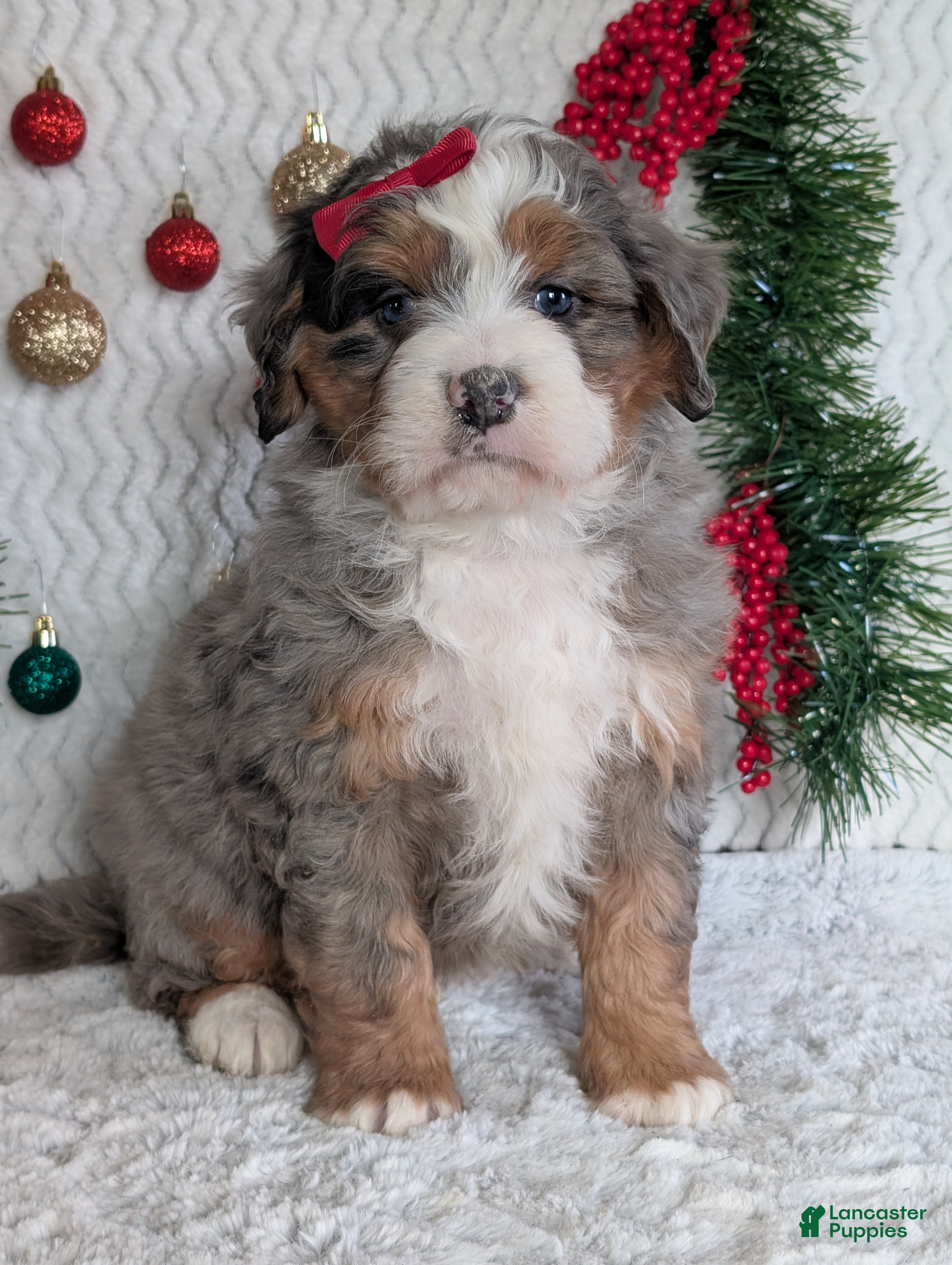 Mini Bernedoodle dogs Mini Hayes - Ad 2