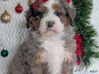 Mini Bernedoodle dogs Mini Hayes - Ad 8