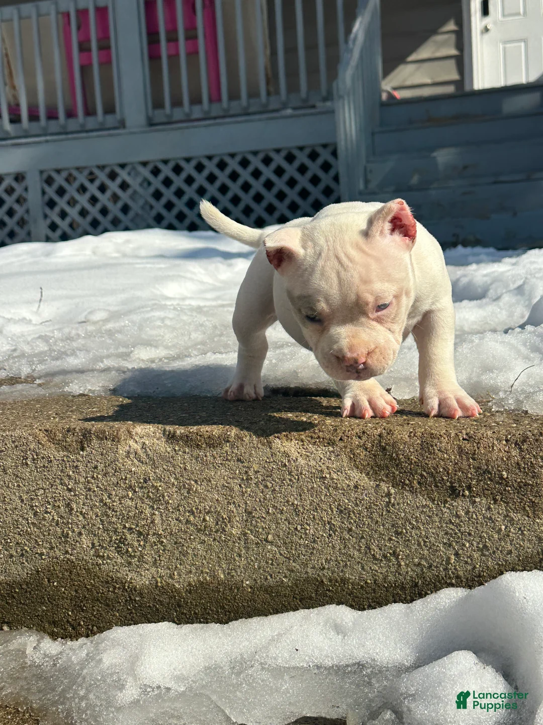 American Bully dogs for sale: Sugar - Ad 2