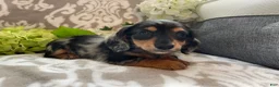 Miniature Dachshund dogs for sale: Sheila - Ad 13