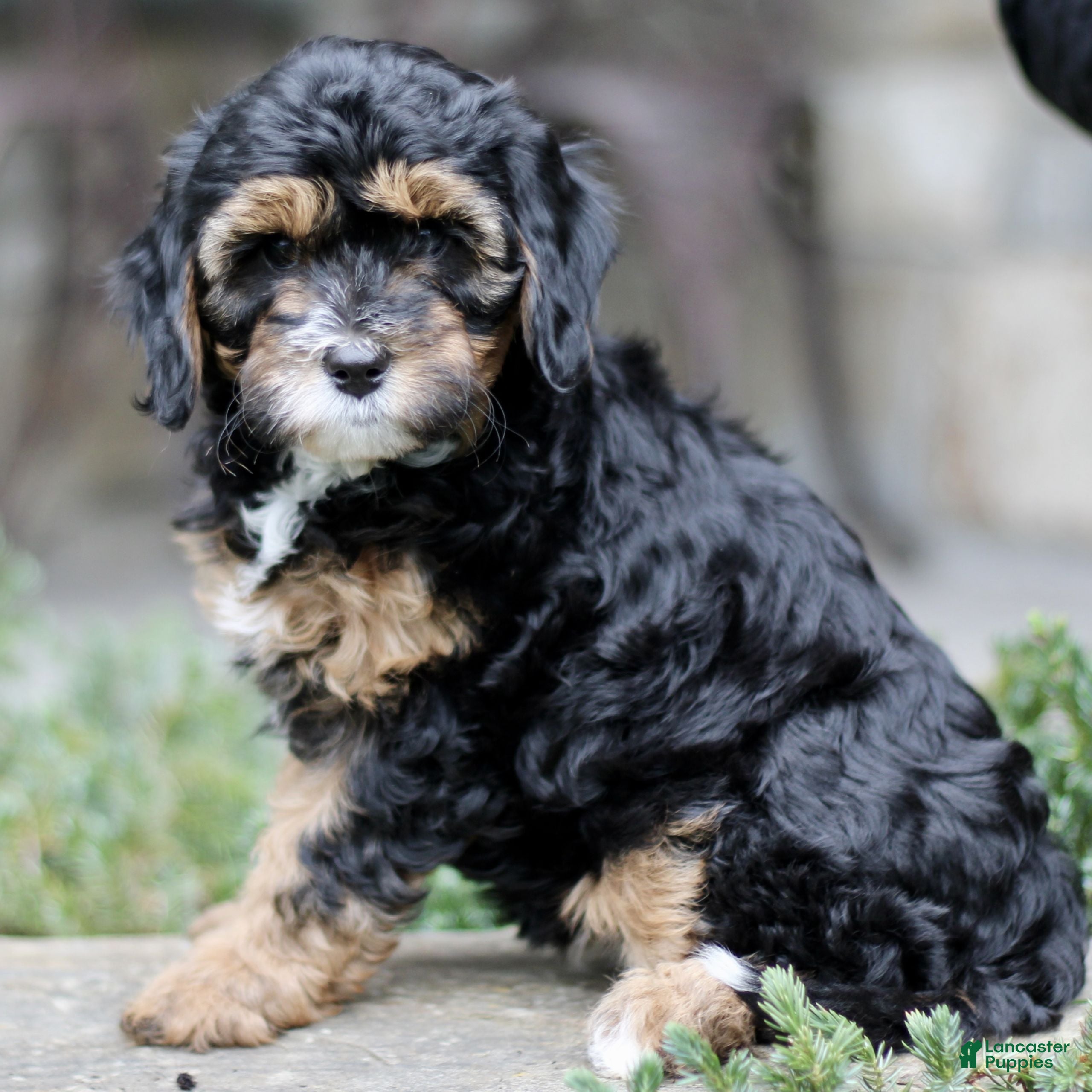 Cavapoo dogs Honey  - Ad 2
