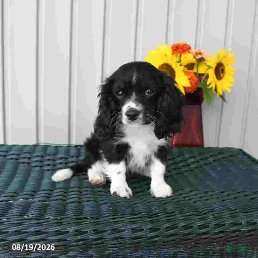 Cavapoo dogs Doris - Ad 2