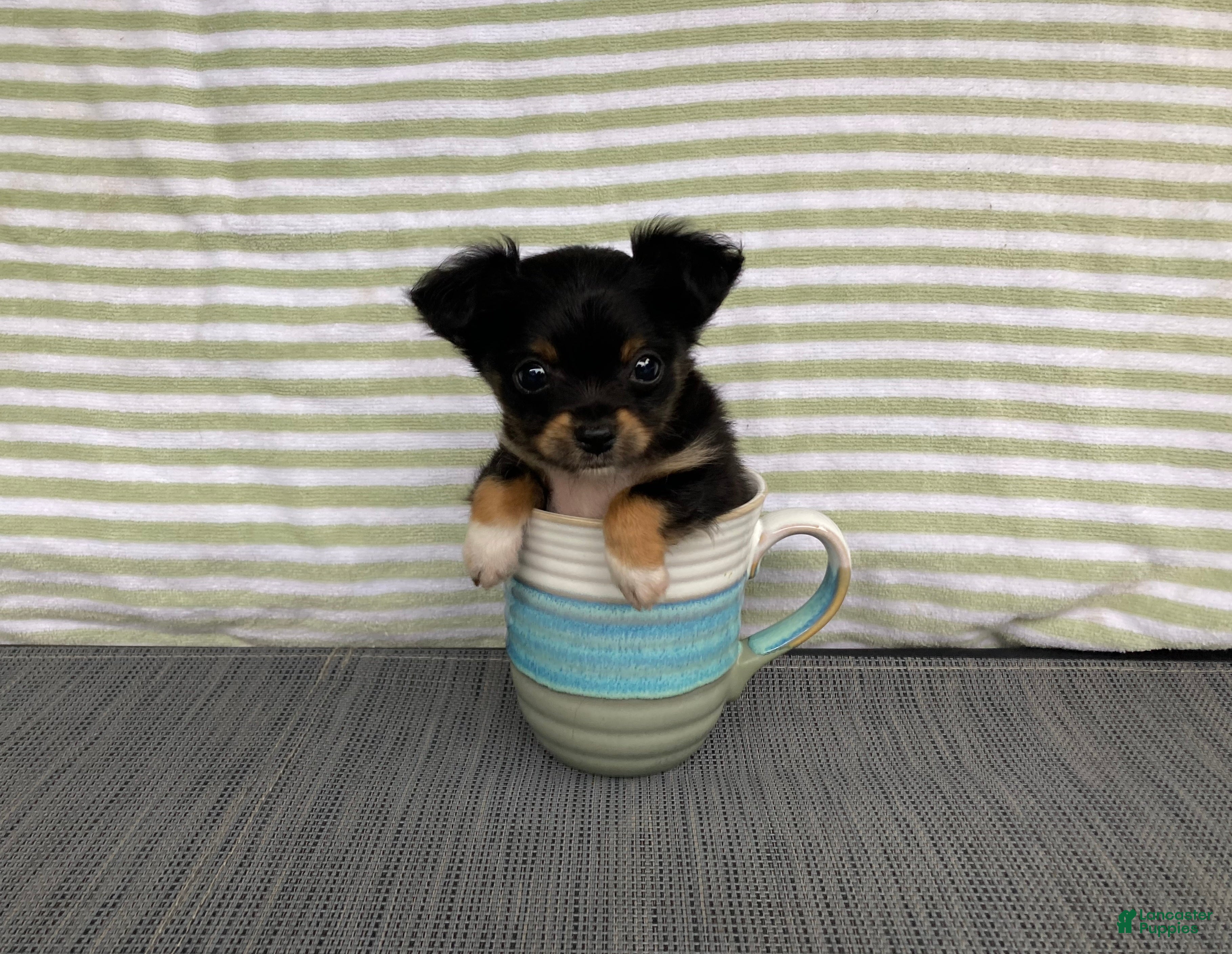 Chihuahua dogs Bodie - Ad 1