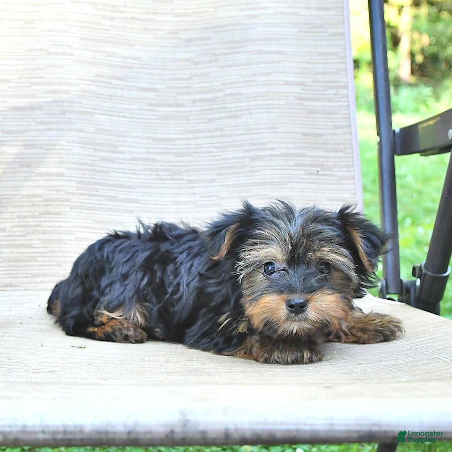 Yorkshire Terrier dogs Debbie - Ad 13