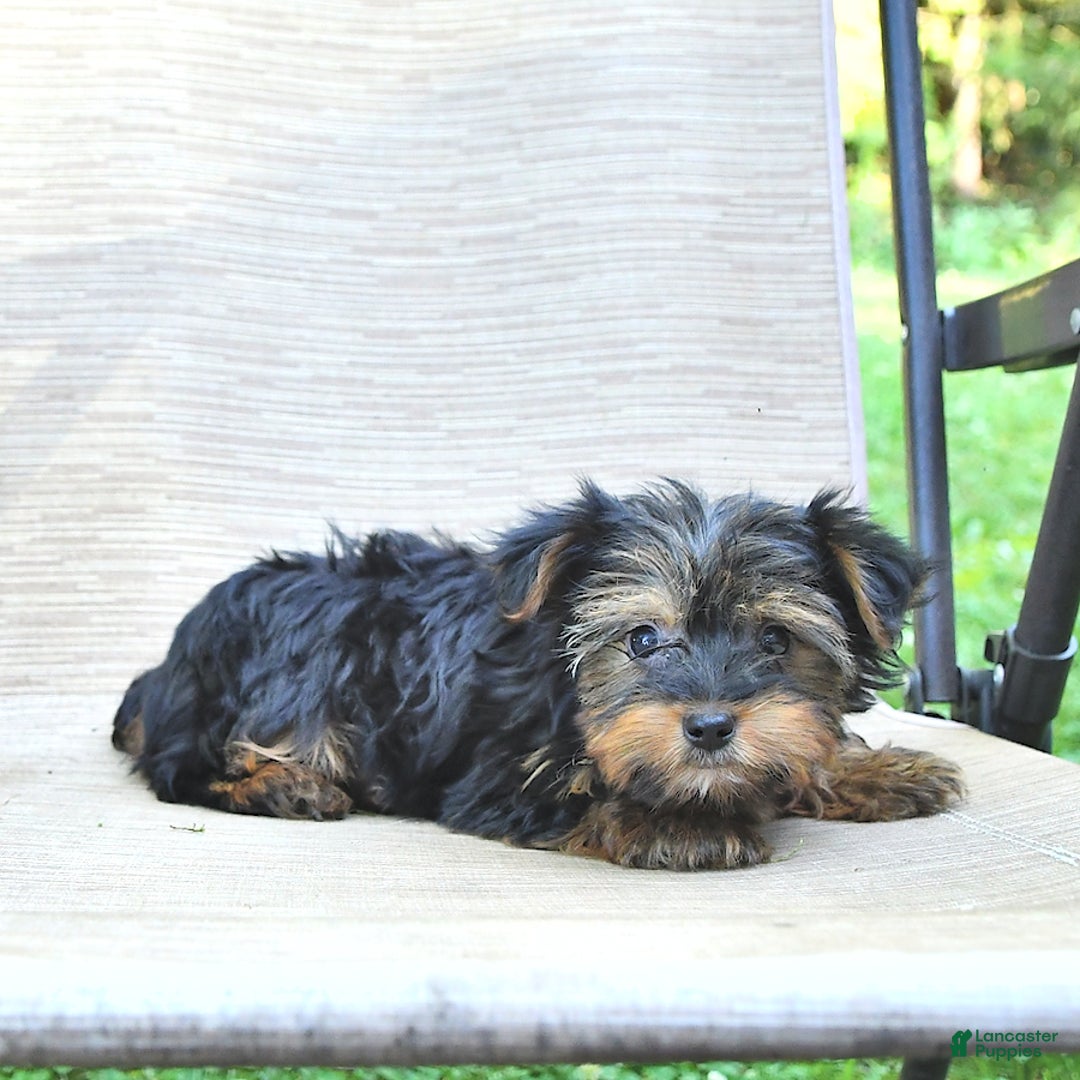 Yorkshire Terrier dogs for sale: Debbie - Ad 1