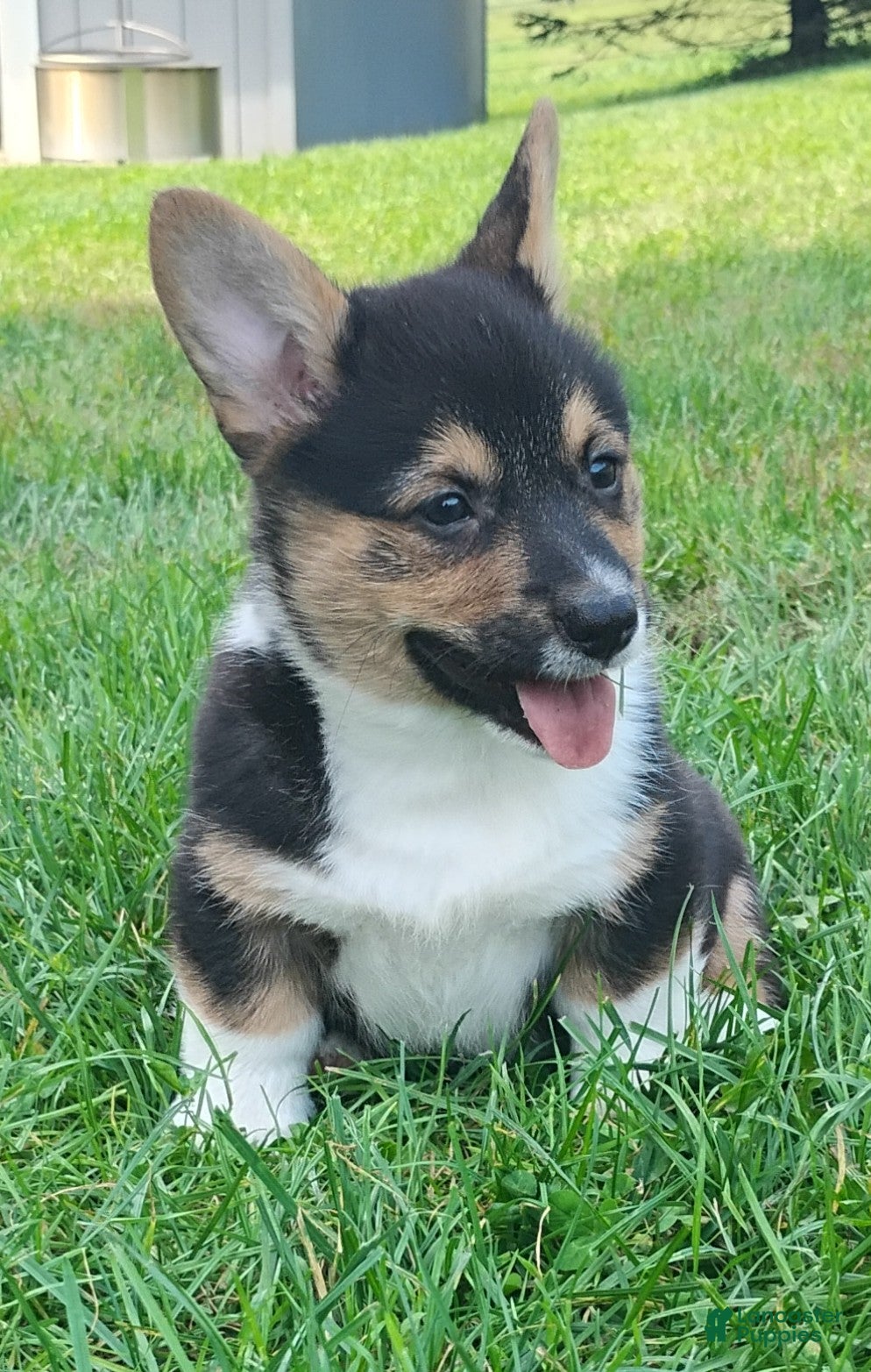 Welsh Corgi Pembroke dogs Duke - Ad 1