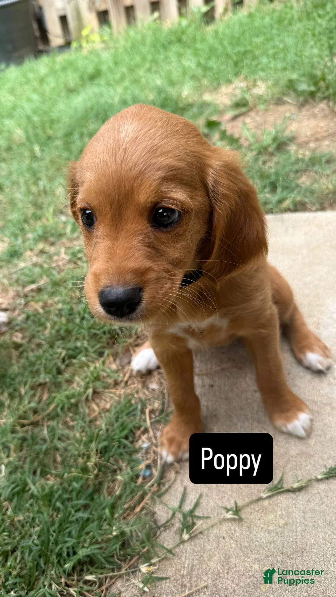 Mixed Breed dogs for sale: Poppy - Ad 1