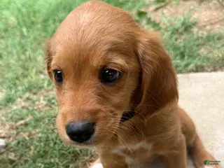 Mixed Breed dogs Poppy - Ad 33