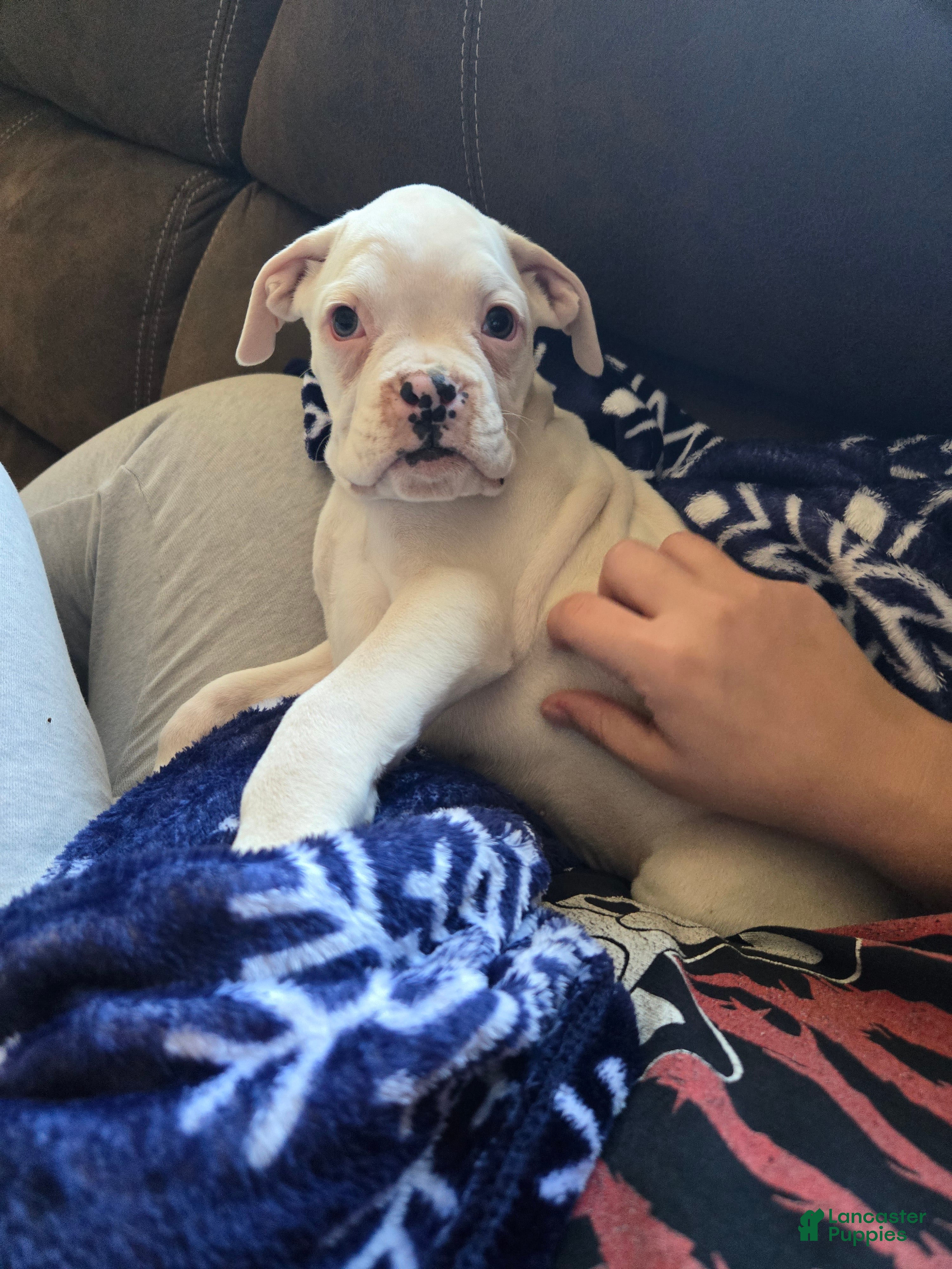 Boxer dogs Pete - Ad 2