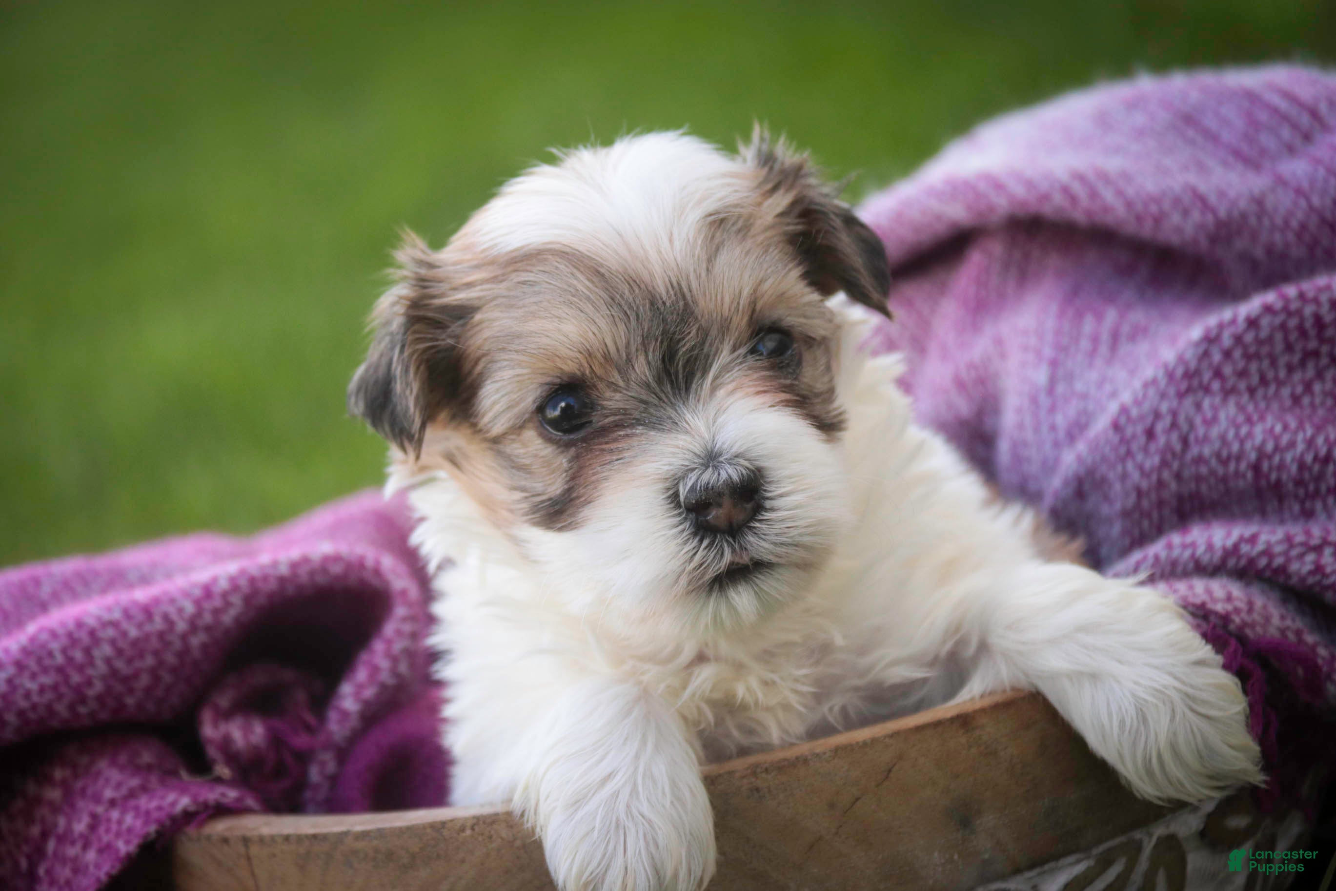 Havanese dogs Ina Havanese Puppy  - Ad 2