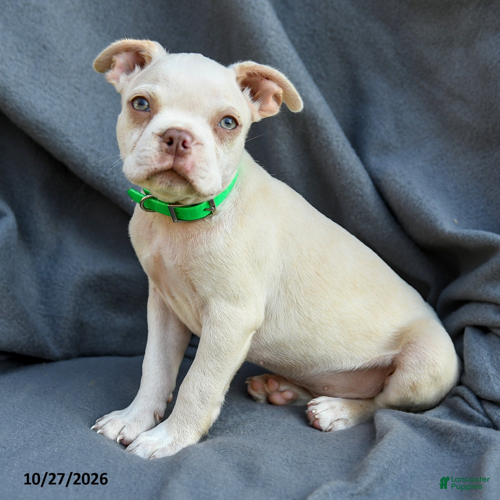 Boston Terrier dogs for sale: Tarzan - Ad 1