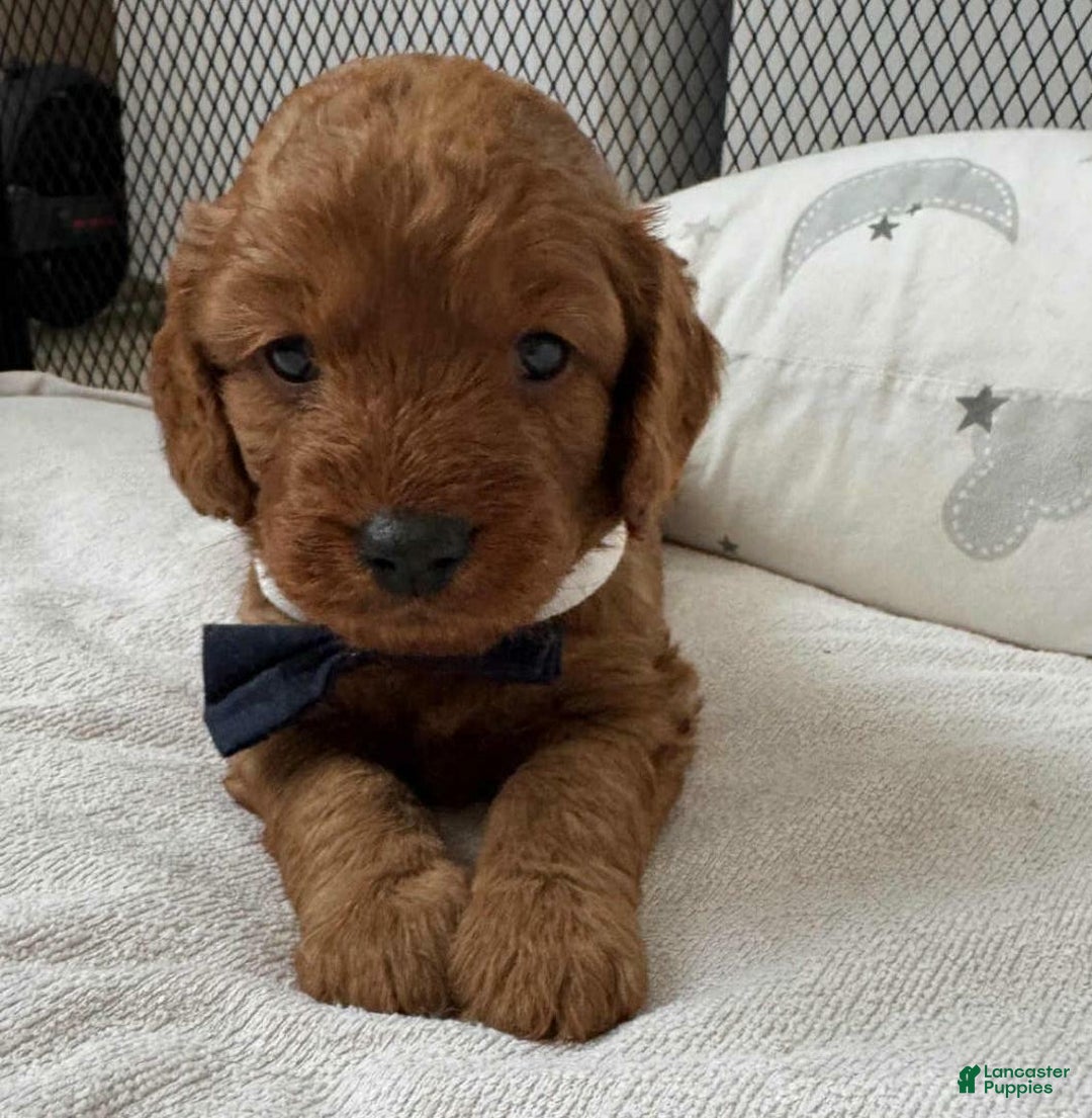 Cavapoo dogs for sale: Johnny  - Ad 11