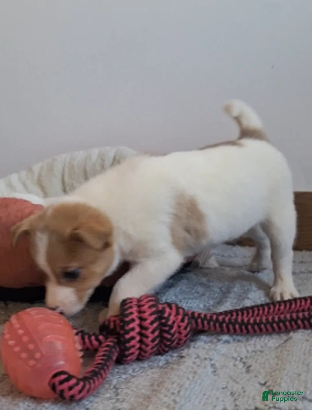 Pomchi dogs for sale: Beau - Ad 2