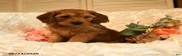 Mini Goldendoodle dogs for sale: Griffin - Ad 2