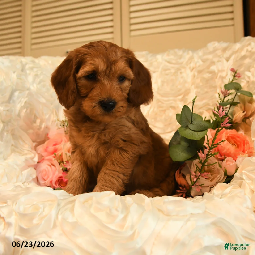 Mini Goldendoodle dogs for sale: Griffin - Ad 2