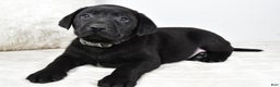 Labrador Retriever dogs for sale: Max - Ad 7