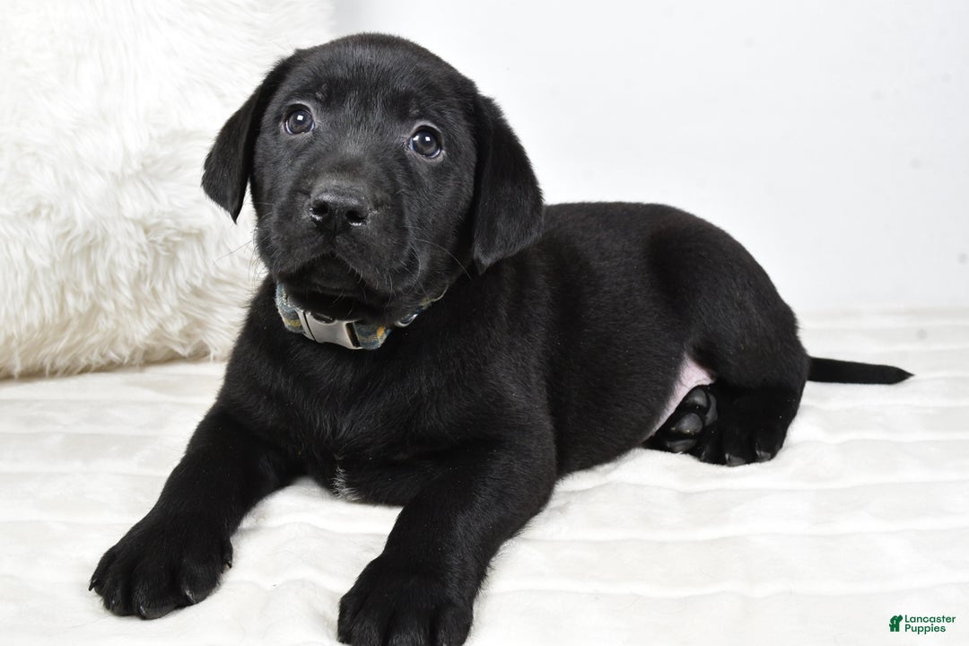 Labrador Retriever dogs for sale: Max - Ad 7