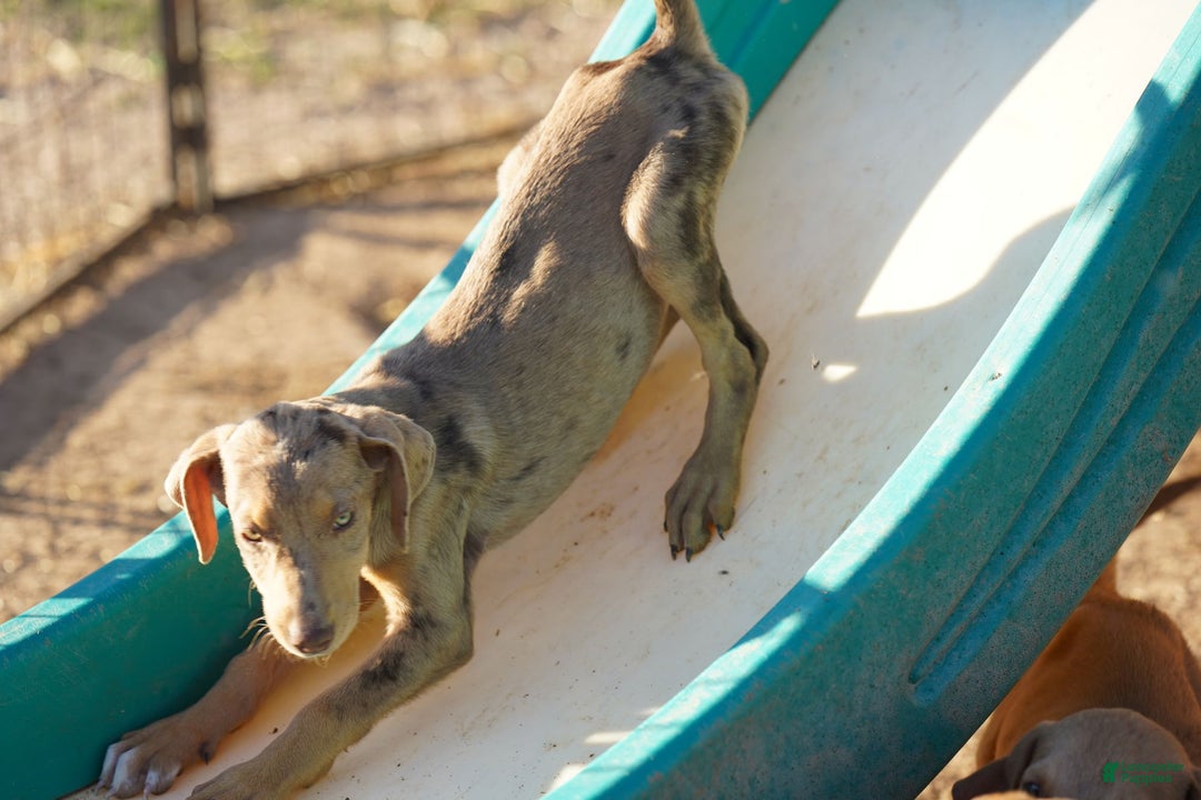 Mixed Breed dogs for sale: Lilac Fawn Merle M1 RT - Ad 2