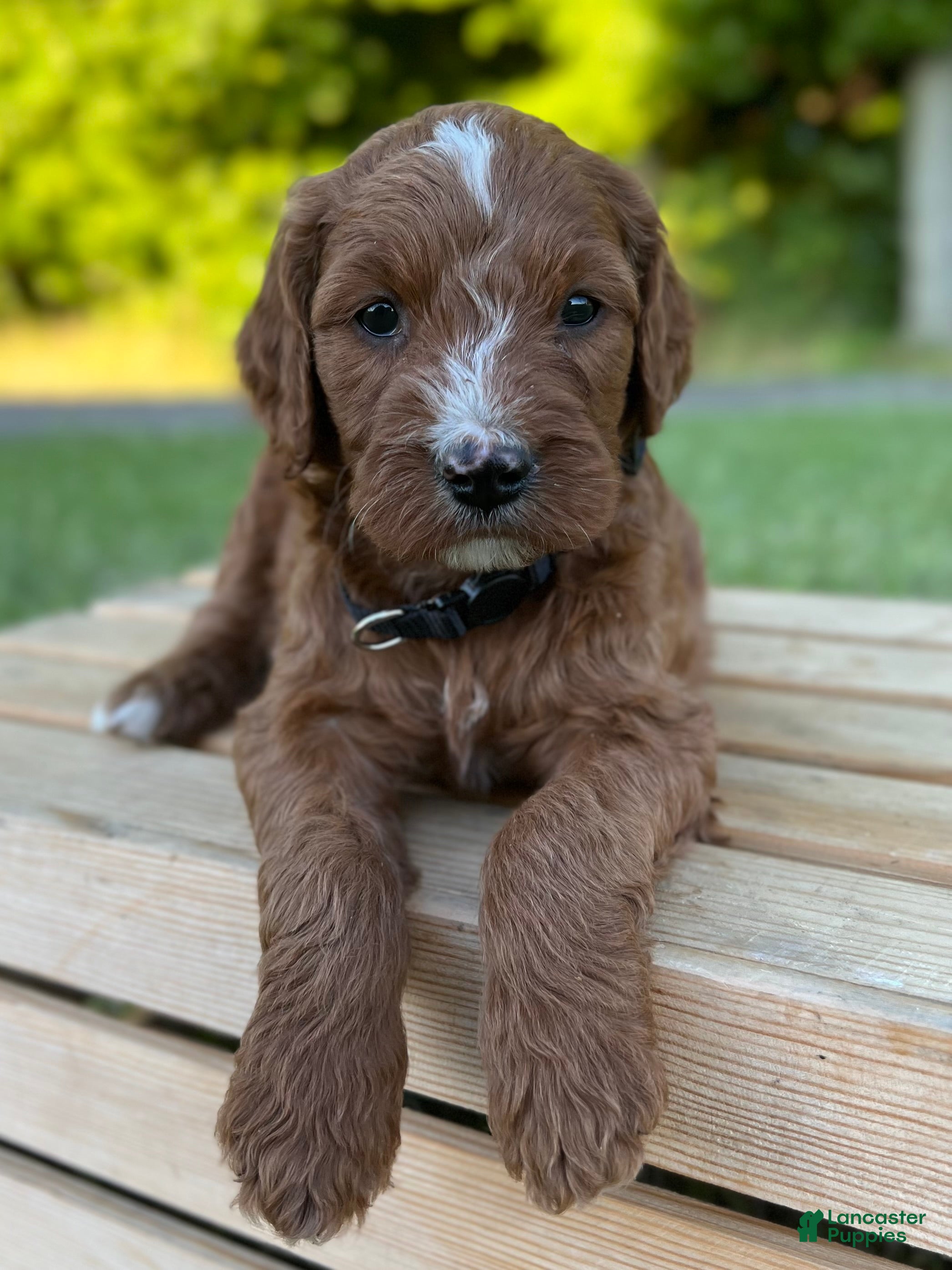 Irish Doodle dogs Maple - Ad 1